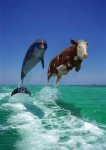 q_delphin.jpg
