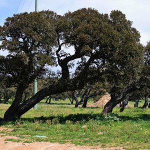 IMG 2365 Sardinien