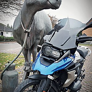 Kuh und Kuh November 18