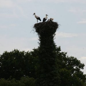 Storchennest an der Elbe