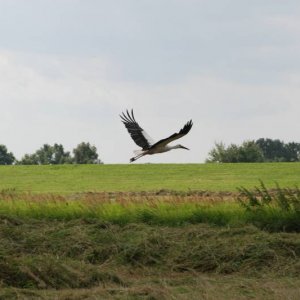 Storch i. d. Elb-tal-auen