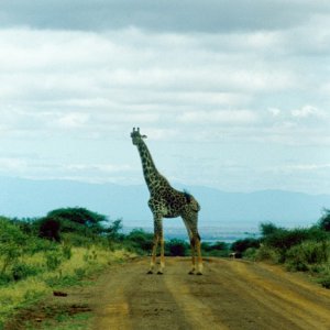 Giraffe