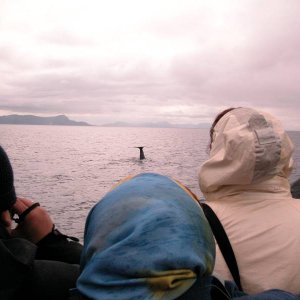 Pottwal beim Abtauchen vor Andenes