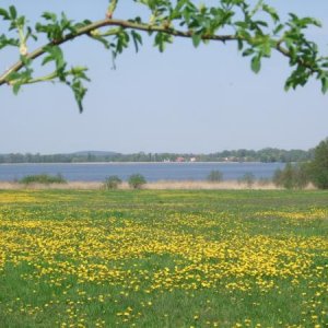 am See
