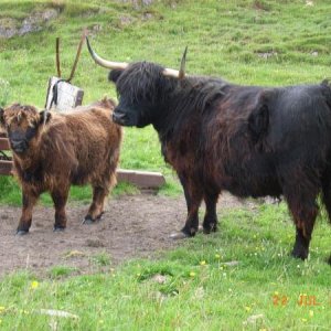 Schottland