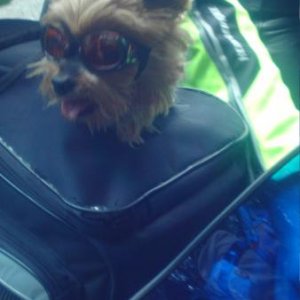 Mitfahrer auf einer Suzuki Hayabusa 1300