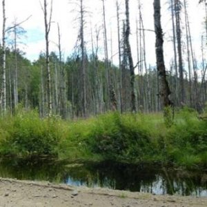 Sand-Wasser-Wald= endloses Karelien