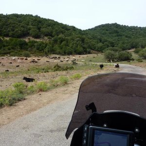 Sardegna