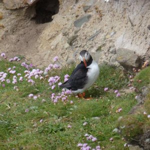 Puffin