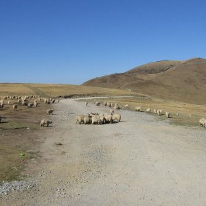 transalpina 091