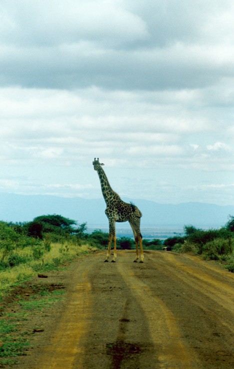 Giraffe