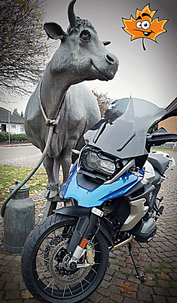 Kuh und Kuh November 18