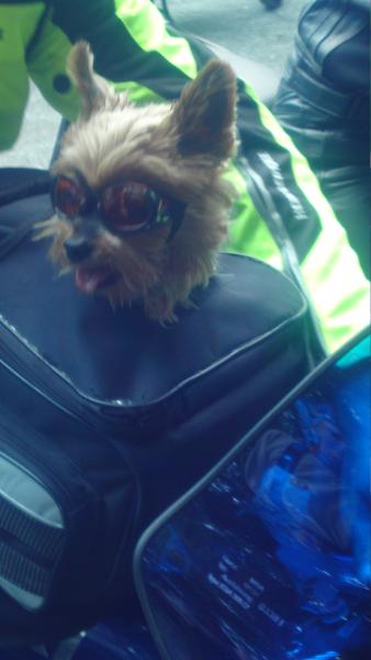 Mitfahrer auf einer Suzuki Hayabusa 1300