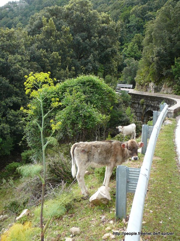 Sardinien 2008