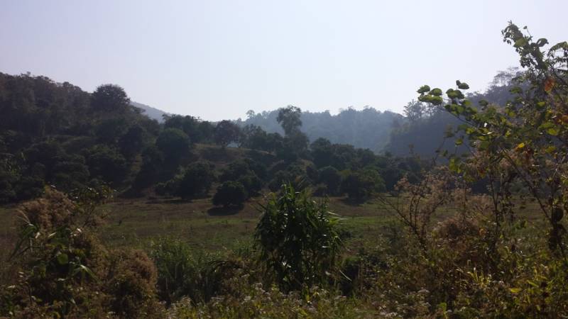 Thai2