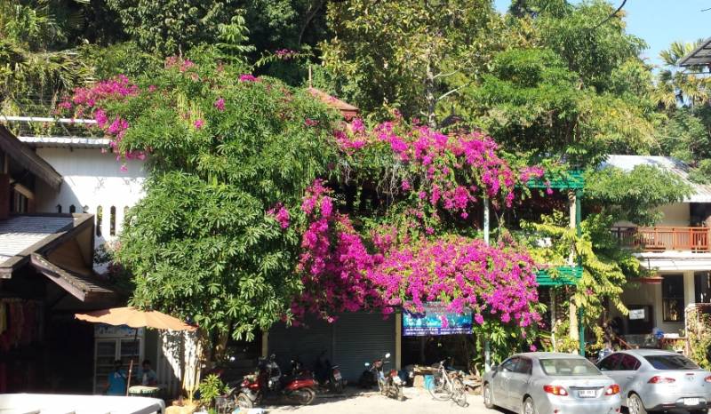 Thai20