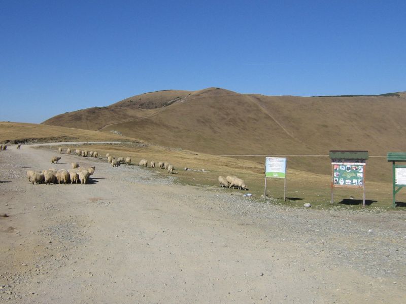 transalpina 093
