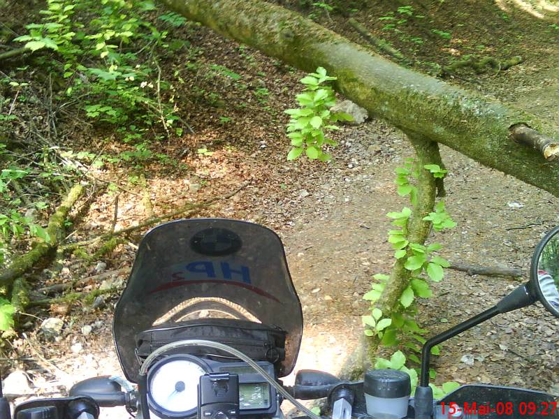 und immer wieder bume im weg