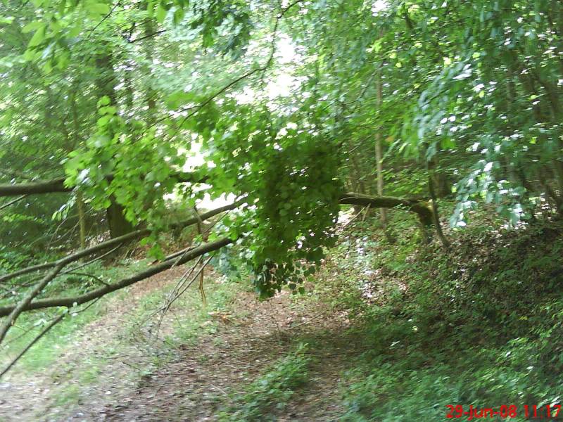 und natrlich der obligatorische baum im weg